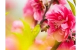 桃花都快開了 你還宅在家里嗎？